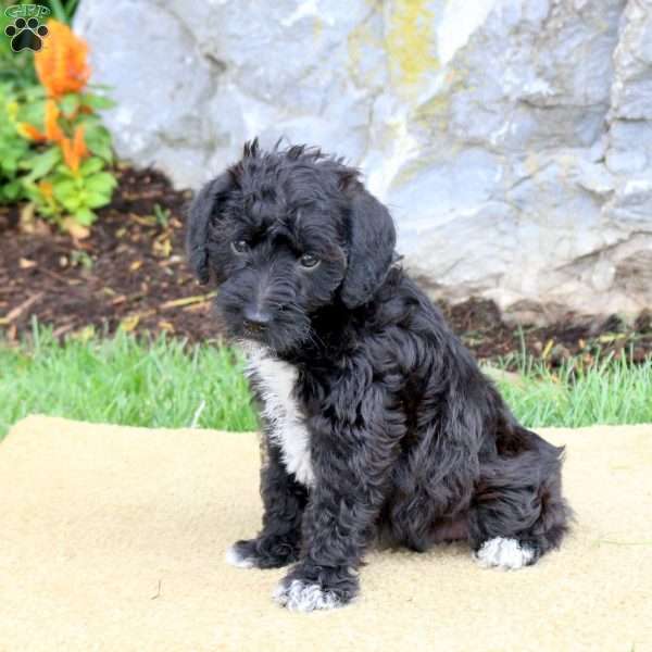 Ford, Mini Schnoodle Puppy