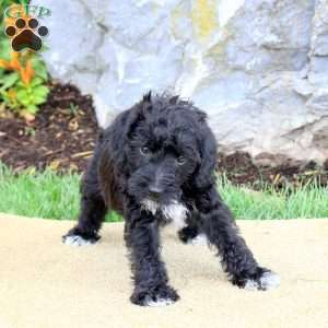 Ford, Mini Schnoodle Puppy