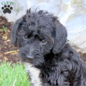 Ford, Mini Schnoodle Puppy