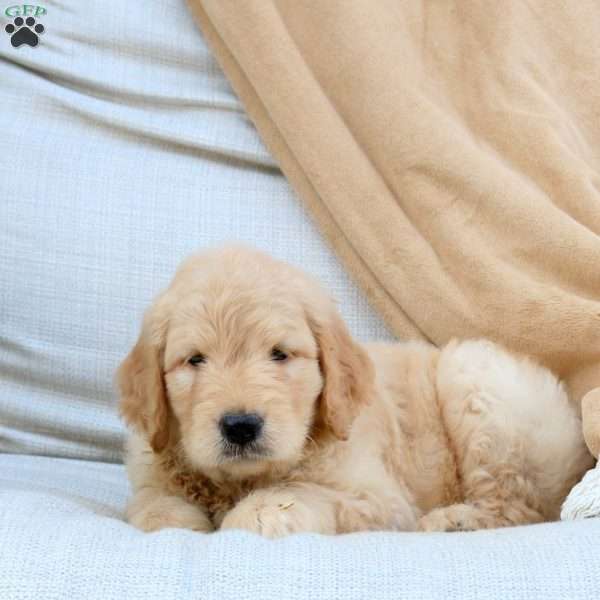 Foster, Goldendoodle Puppy