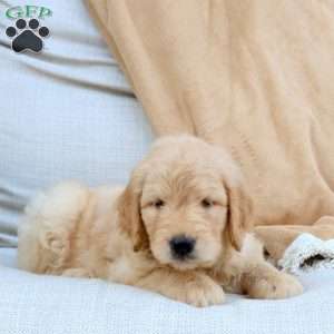 Foster, Goldendoodle Puppy