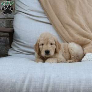 Foster, Goldendoodle Puppy