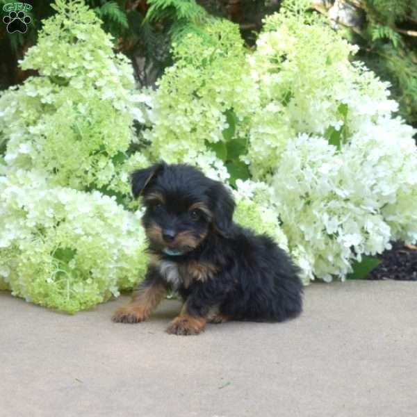 Foxy, Yorkie Puppy