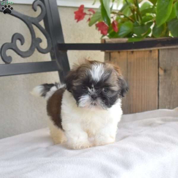 Foxy, Shih Tzu Puppy