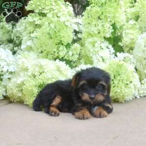 Foxy, Yorkie Puppy
