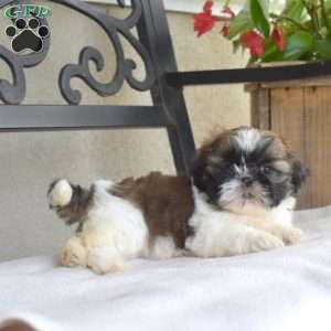 Foxy, Shih Tzu Puppy