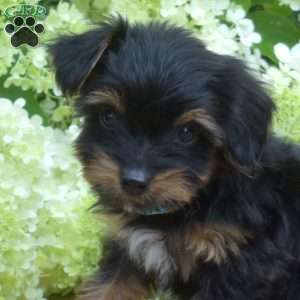 Foxy, Yorkie Puppy