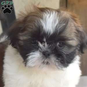 Foxy, Shih Tzu Puppy