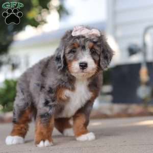 Frances, Mini Bernedoodle Puppy