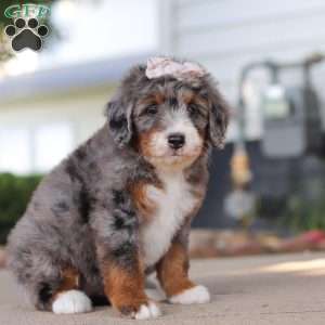 Frances, Mini Bernedoodle Puppy