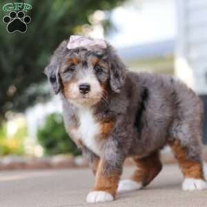 Frances, Mini Bernedoodle Puppy