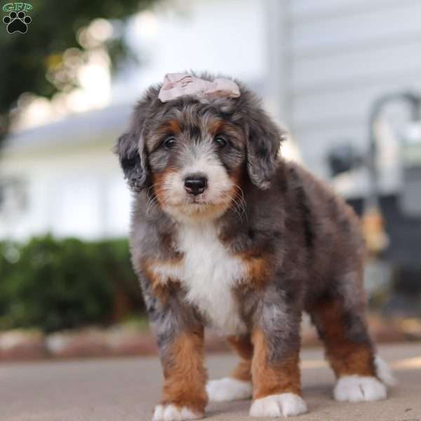 Frances, Mini Bernedoodle Puppy