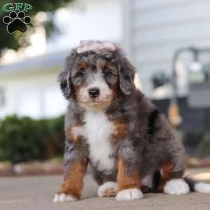 Frances, Mini Bernedoodle Puppy