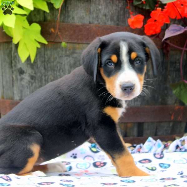 Francis, Greater Swiss Mountain Dog Puppy