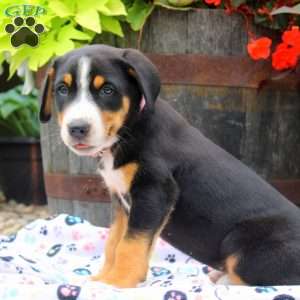 Francis, Greater Swiss Mountain Dog Puppy