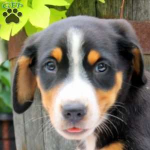 Francis, Greater Swiss Mountain Dog Puppy