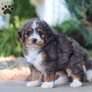 Frank, Mini Bernedoodle Puppy