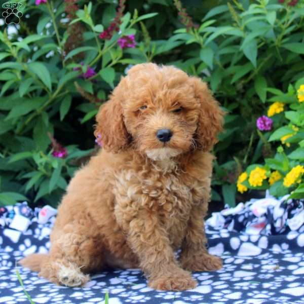 Frank, Mini Goldendoodle Puppy