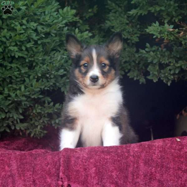 Frank, Sheltie Puppy