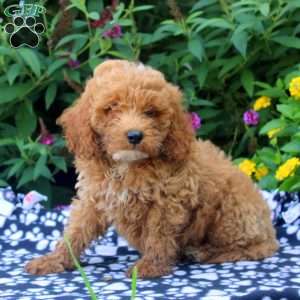 Frank, Mini Goldendoodle Puppy