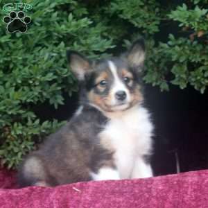 Frank, Sheltie Puppy