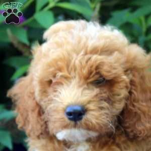 Frank, Mini Goldendoodle Puppy