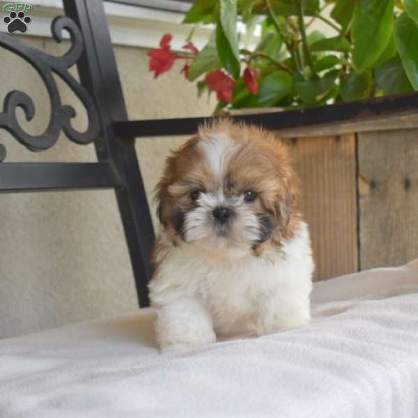 Franklin, Shih Tzu Puppy
