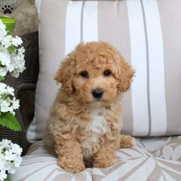 Franklin, Bich-Poo Puppy
