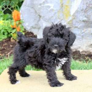 Miniature Schnauzers Poodle Schnauzer Breeders In Iowa Mini