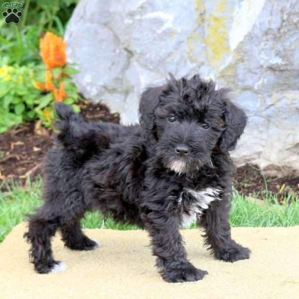 Franklin, Mini Schnoodle Puppy