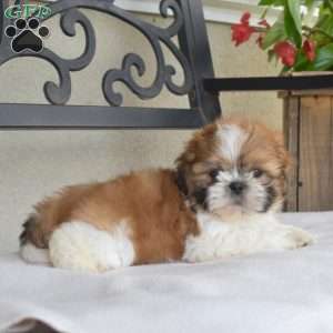 Franklin, Shih Tzu Puppy
