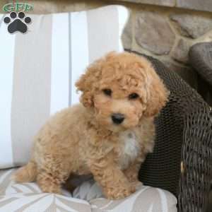 Franklin, Bich-Poo Puppy