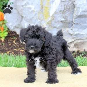 Franklin, Mini Schnoodle Puppy