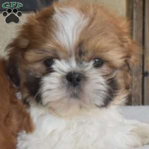 Franklin, Shih Tzu Puppy