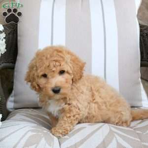 Franklin, Bich-Poo Puppy