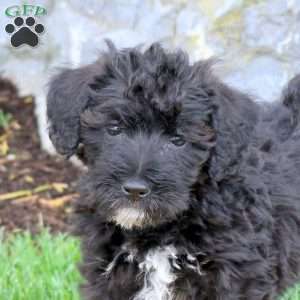 Franklin, Mini Schnoodle Puppy
