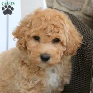 Franklin, Bich-Poo Puppy