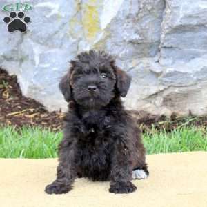Freya, Mini Schnoodle Puppy