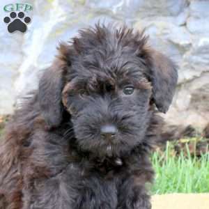 Freya, Mini Schnoodle Puppy
