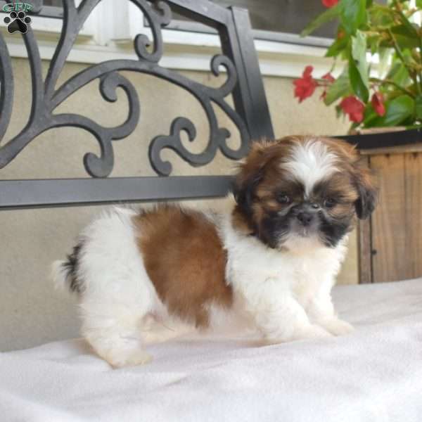 Fritter, Shih Tzu Puppy