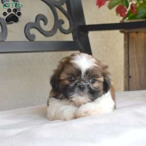Fritter, Shih Tzu Puppy