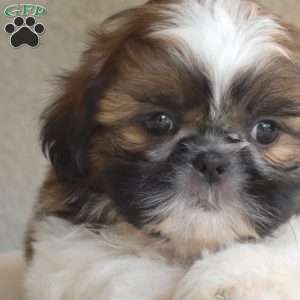 Fritter, Shih Tzu Puppy