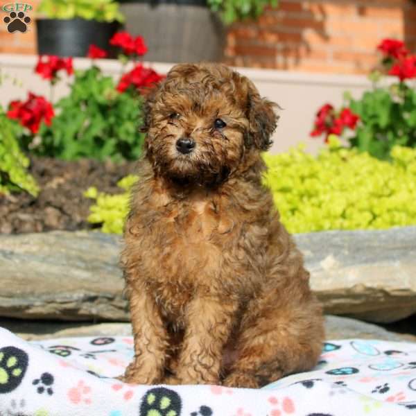 Fritz, Miniature Poodle Mix Puppy