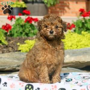 Fritz, Miniature Poodle Mix Puppy