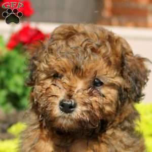 Fritz, Miniature Poodle Mix Puppy