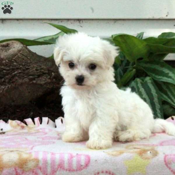 Frosty, Maltese Puppy