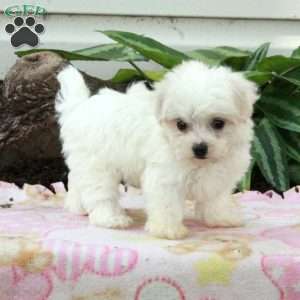 Frosty, Maltese Puppy