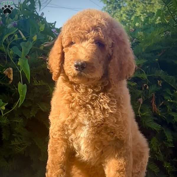 Ms. Pink, Goldendoodle Puppy