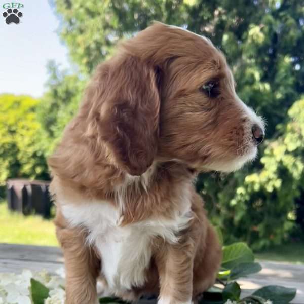 Tulip, Goldendoodle Puppy