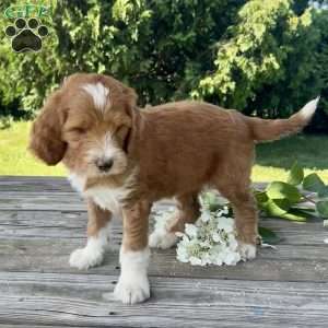 Tulip, Goldendoodle Puppy